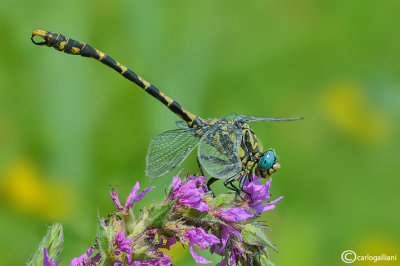 Onycogomphus uncatus