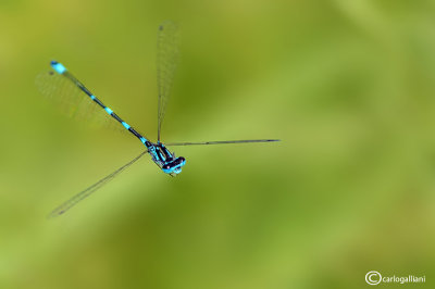 Coenagrion pulchellum male