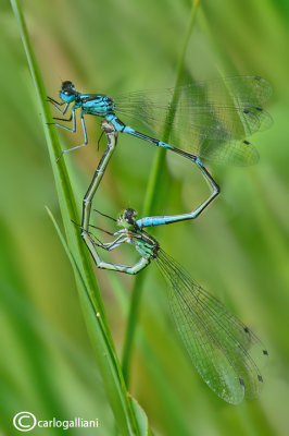 Coenagrion pulchellum mating