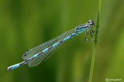 Coenagrion hastulatum male