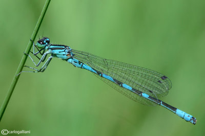 Coenagrion hastulatum male