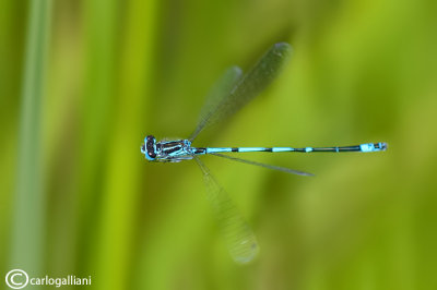 Coenagrion pulchellum male