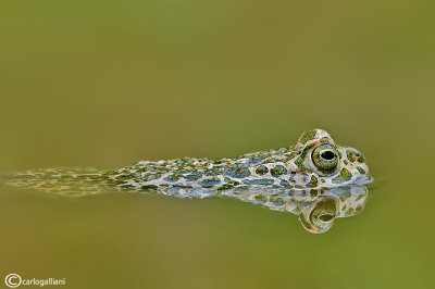 Rospo smeraldino-Green Toad (Bufo viridis)