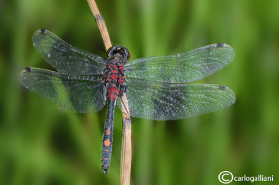 Leucorrhinia dubia male