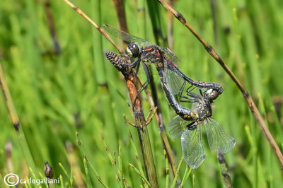 Leucorrhinia dubia mating