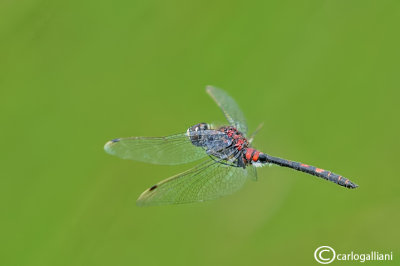 Leucorrhinia dubia male