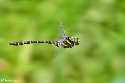 Cordulegaster boltoni male