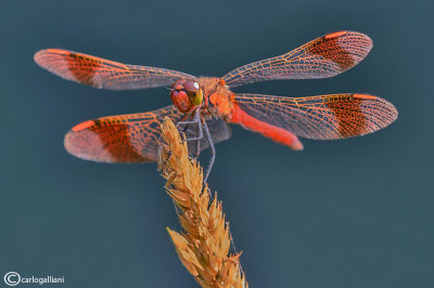 Sympetrum pedemontanum