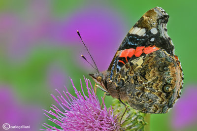 Vanessa atalanta