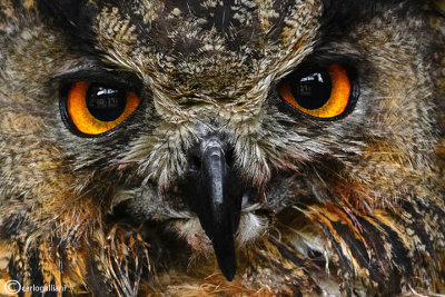 Gufo reale-Eurasian Eagle Owl (Bubo bubo)