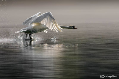 Cigno reale-Mute Swan (Cygnus olor)