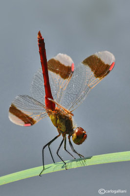 Sympetrum pedemontanum