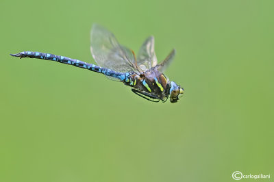 Aeshna juncea