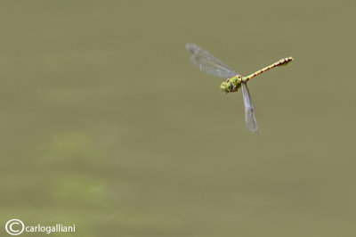 Ophiogomphus cecilia