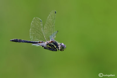 Sympetrum danae