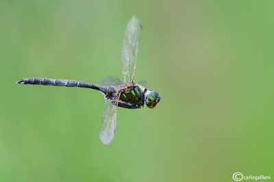 Somatochlora arctica