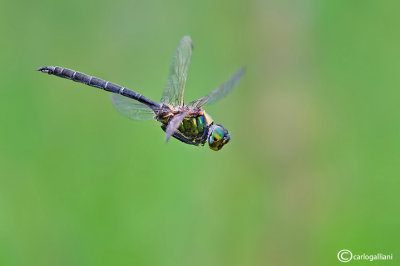 Somatochlora arctica