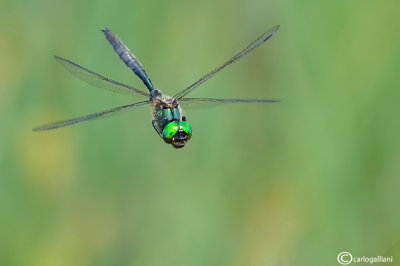 Somatochlora arctica