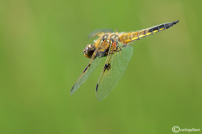Libellula quadrimaculata