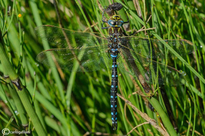 Aeshna juncea