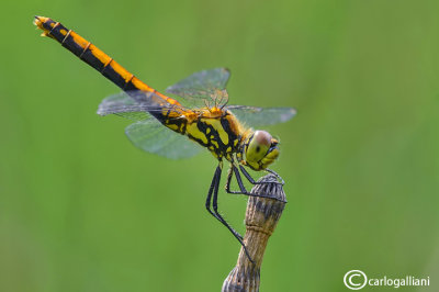 Sympetrum danae