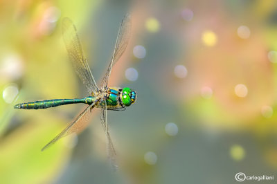 Somatochlora metallica