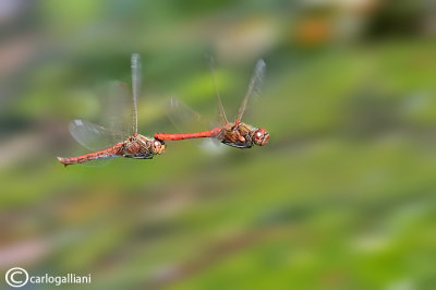 Sympetrum vulgatum