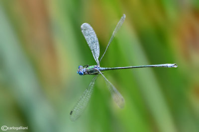 Lestes sponsa