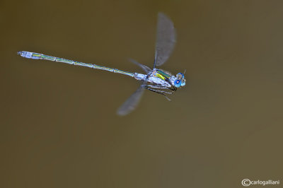 Lestes sponsa