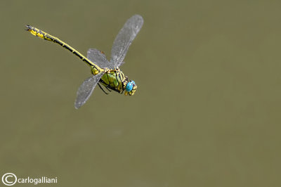 Gomphus flavipes