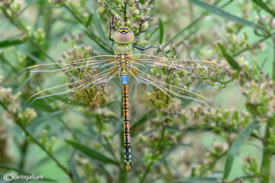 Anax ephippiger male