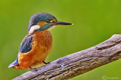 Martin pescatore - Kingfisher - (Alcedo atthis)