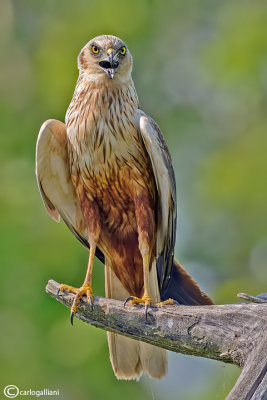 Falco di palude-Western Marsh Harrier (Circus aeruginosus)