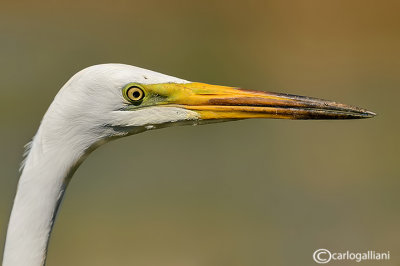 Airone bianco maggiore-Great Egret (Ardea alba)