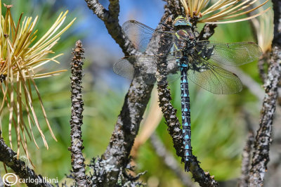 Aeshna juncea male