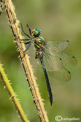 Somatochlora meridionalis