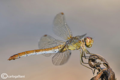 Sympetrum meridionale female