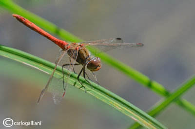Sympetrum vulgatum male