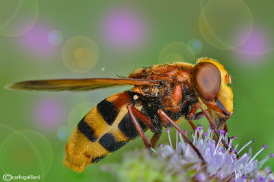 Volucella zonaria