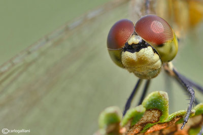 Sympetrum depressiusculum female