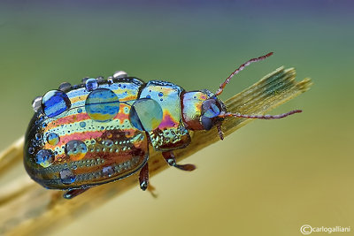 Chrysolina americana