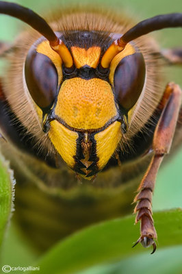 Strange faces    :  portrait  insects