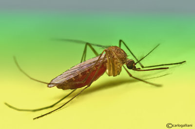 Mosquito ( Culex pipiens )