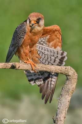 Falco cuculo- Red-footed Falcon (Falco vespertinus)