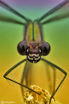 Calopteryx virgo