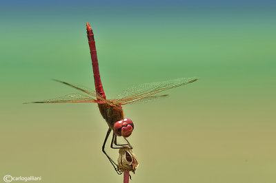 Sympetrum fonscolombi