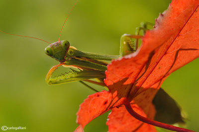 Mantis religiosa