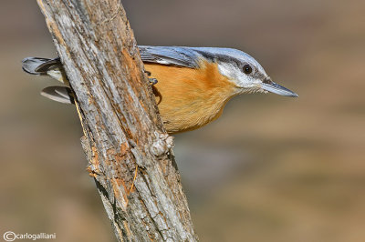 Picchio muratore-Eurasian Nuthatch (Sitta europaea)