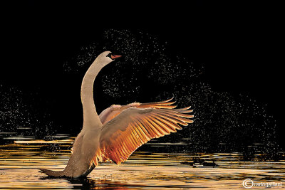 Cigno reale-Mute Swan (Cygnus olor)