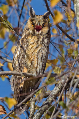 Gufo comune-Long-eared Owl (Asio otus)